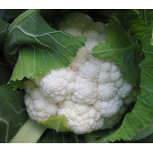 Semillas de coliflor híbrida blanca RCF38 JB f1